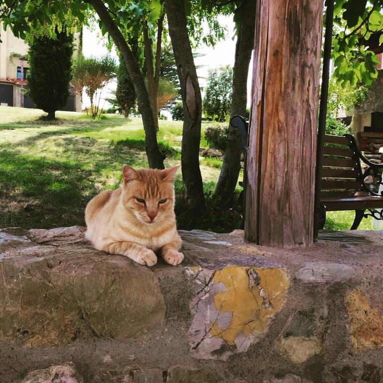 Agriturismo San Nicolo Montecastelli Pisano Εξωτερικό φωτογραφία