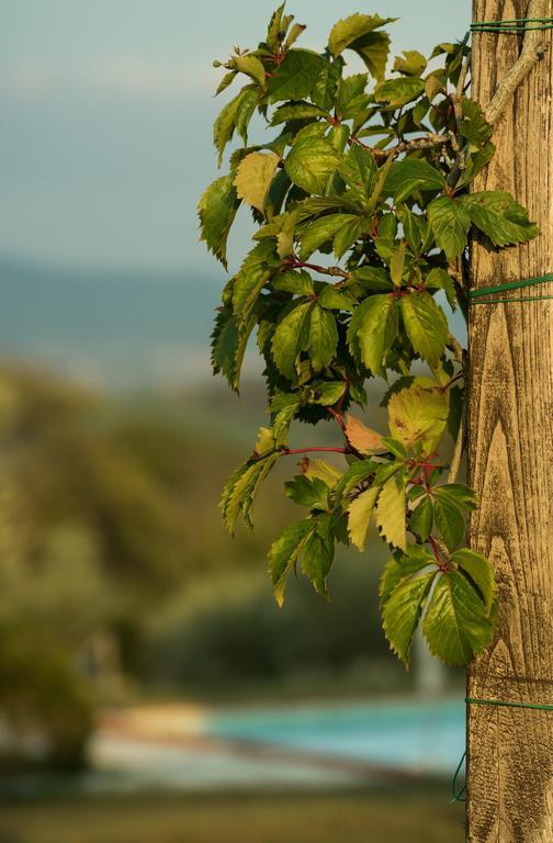 Agriturismo San Nicolo Montecastelli Pisano Εξωτερικό φωτογραφία